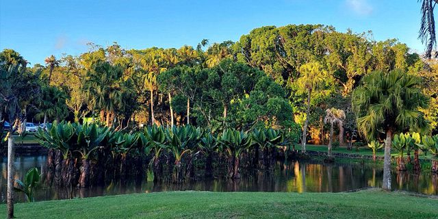 Curepipe Botanical Garden (1)